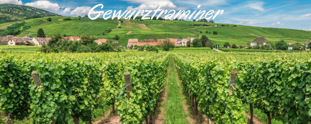 Gewurztraminer vino bianco in vendita - Bevendoonline