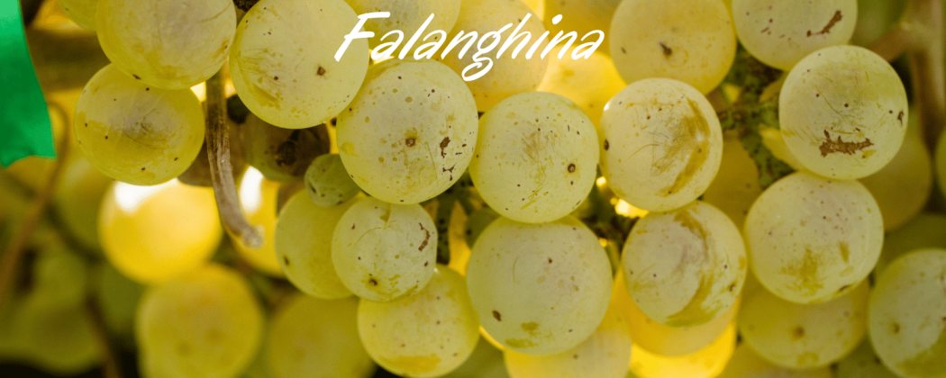 Falanghina vino bianco in vendita - Bevendoonline