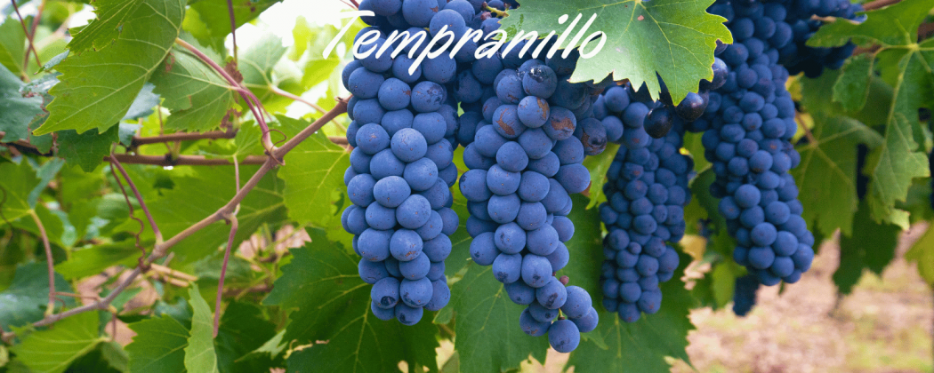 Tempranillo vino rosso in vendita - Bevendoonline