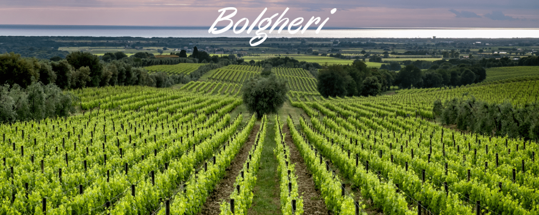 Bolgheri vino rosso in vendita - Bevendoonline