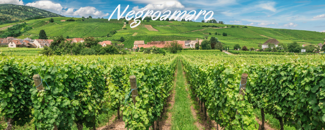 Negroamaro vino rosso in vendita - Bevendoonline