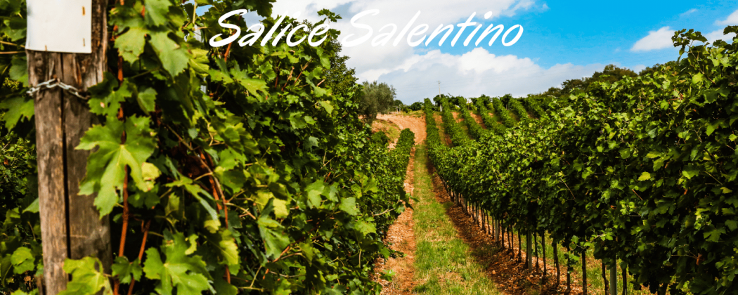 Salice Salentino vino rosso in vendita - Bevendoonline