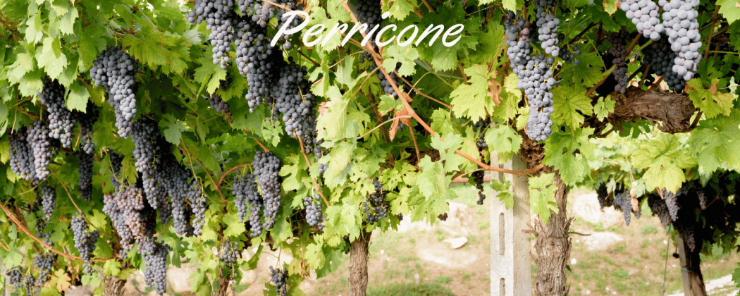 Perricone vino rosso in vendita - Bevendoonline