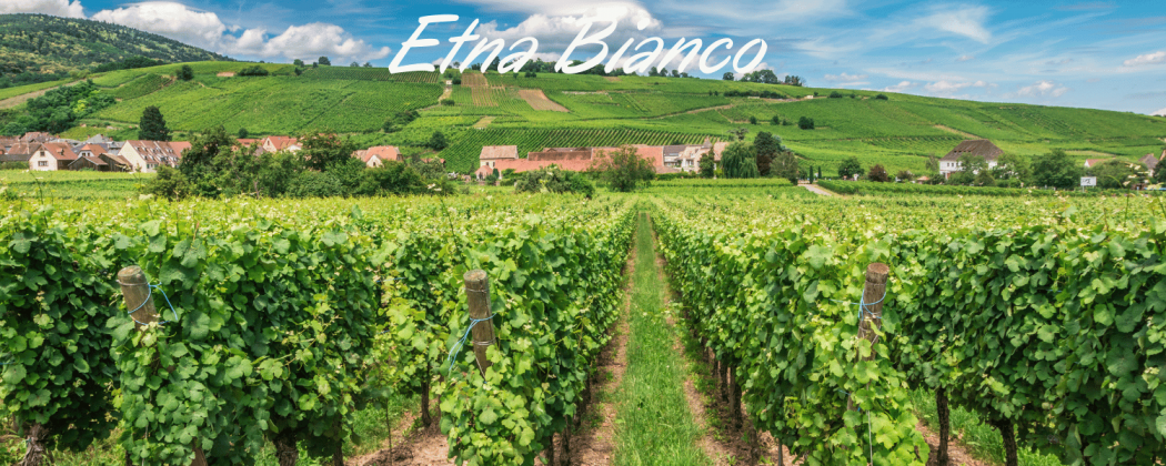 Etna Bianco vino in vendita - Bevendoonline