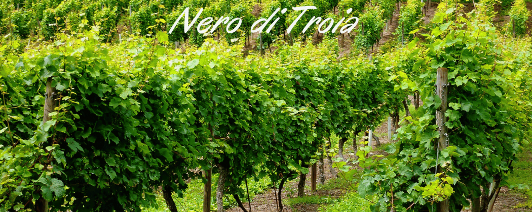 Nero di Troia vino rosso in vendita - Bevendoonline