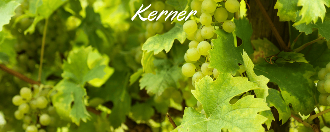Kerner vino bianco in vendita - Bevendoonline