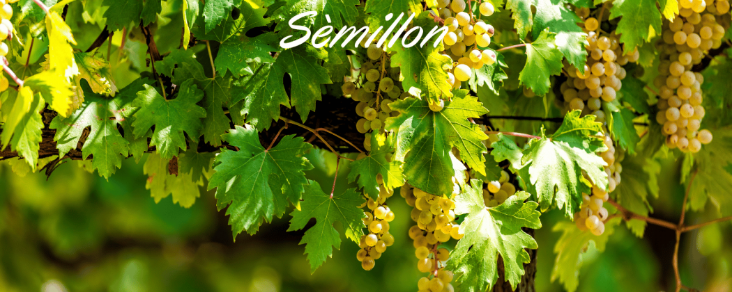 Vino Sémillon in vendita - Bevendoonline