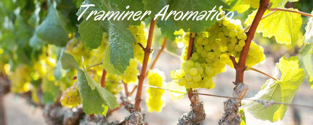 Traminer Aromatico vino bianco in vendita - Bevendoonline