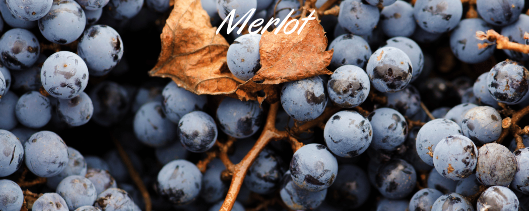 Merlot vino rosso in vendita - Bevendoonline