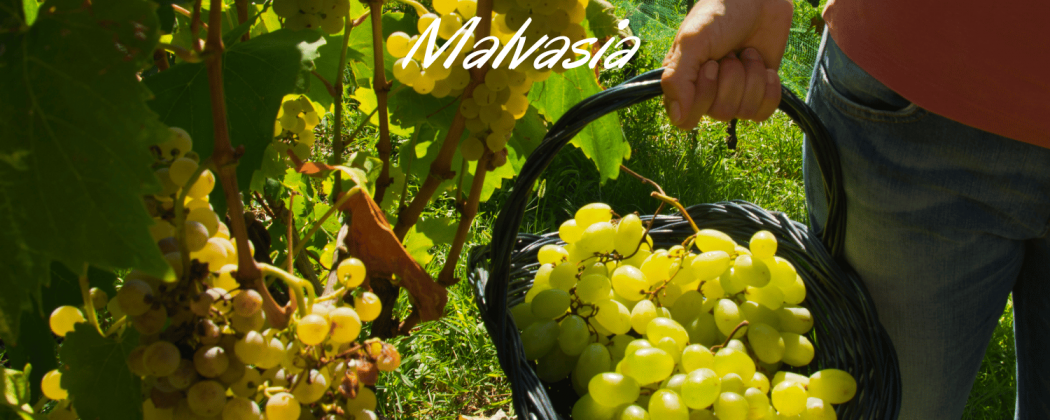 Malvasia vino bianco in vendita - Bevendoonline