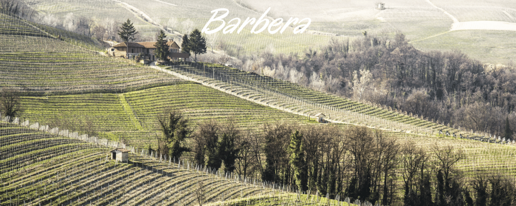 Barbera vino rosso in vendita - Bevendoonline