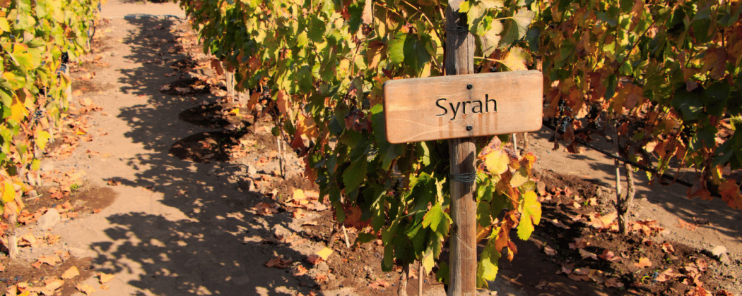 Syrah vino rosso in vendita - Bevendoonline