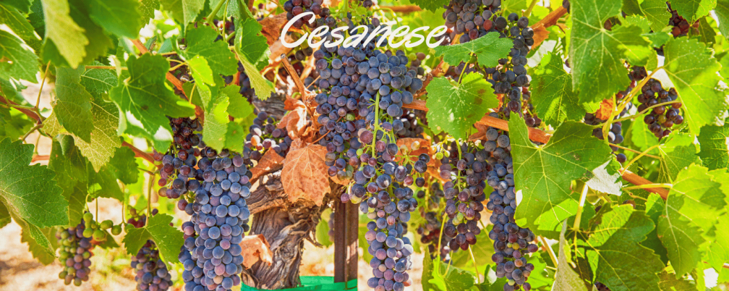 Cesanese vino rosso in vendita - Bevendoonline
