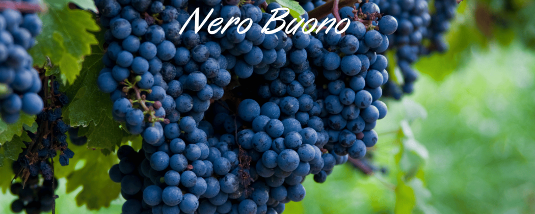 Nero Buono vino rosso in vendita - Bevendoonline