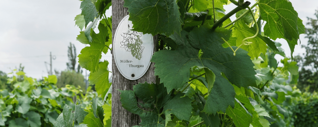 Muller Thurgau vino bianco in vendita - Bevendoonline